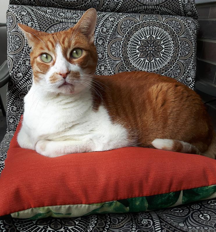 Marcel is a big fan of Temptations' oral care treats! You would think it's crack!