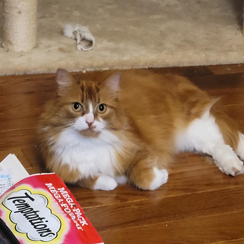 Well....when do I get my treat for posing for this picture?