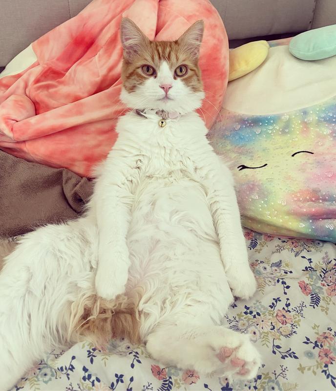 I fall for temptation treats!