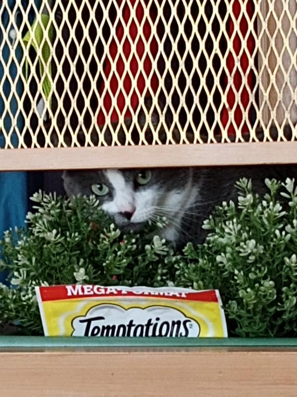 Sneaking up on a Temptations bag.