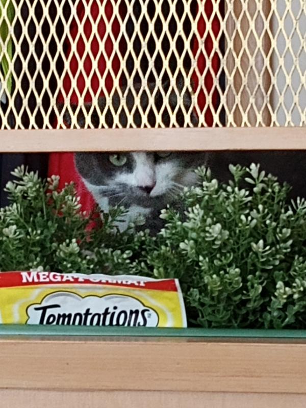 Sneaking up on a Temptations bag, part two.