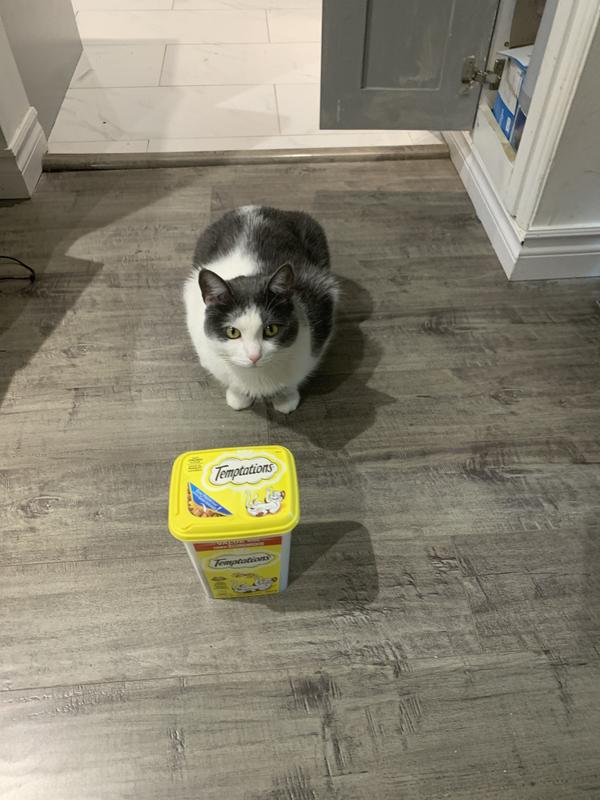 Whiskers ❤️ Temptations