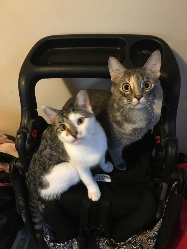 Waiting for their temptations!