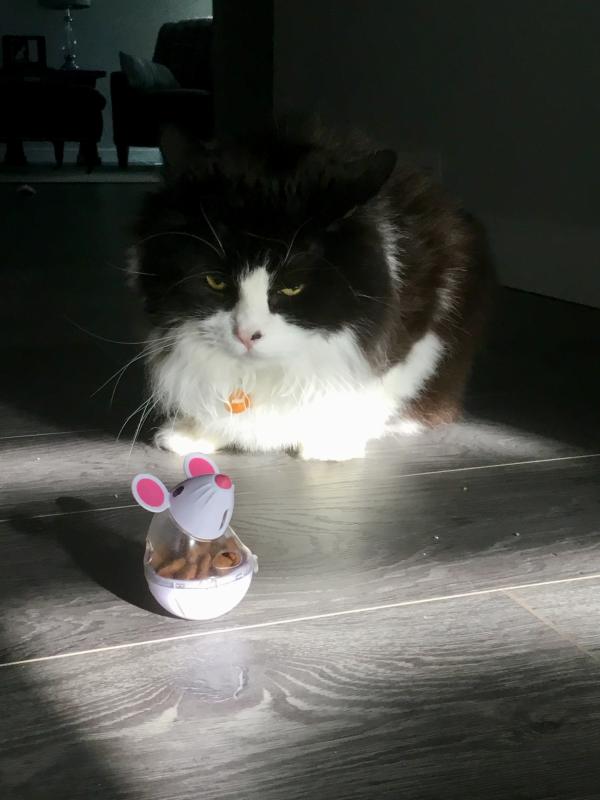 Mario waiting for his treats .