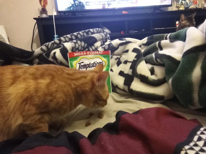 Garfield eating some Seafood Melody Temptations