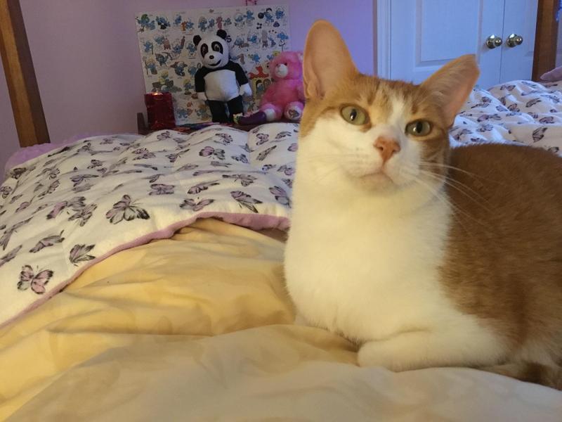 this is my cat