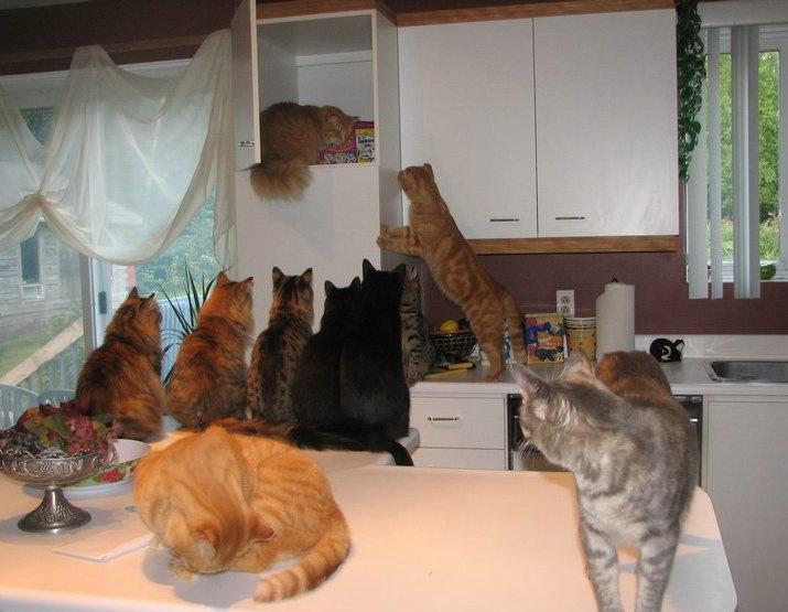 Gateries préférées de mes chats