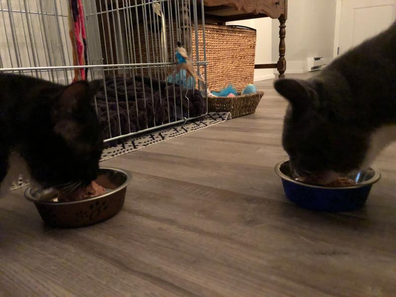 Learning to eat besides each other (wet food mixed with Temptations)