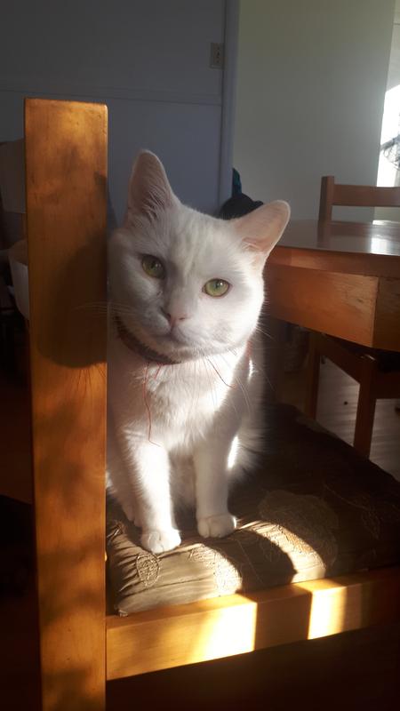 Photo - commentaire&nbsp;3.