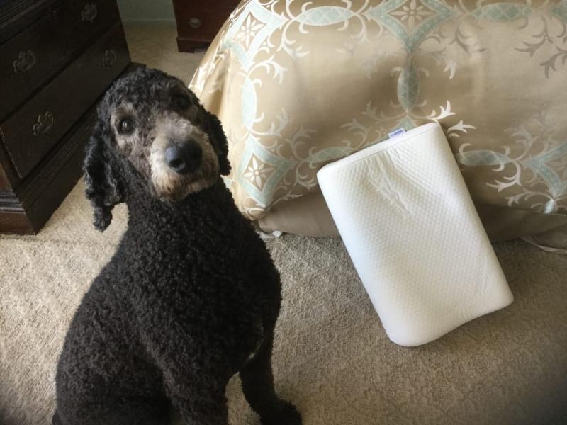 TempurPedic® Neck Pillow Bed Bath & Beyond