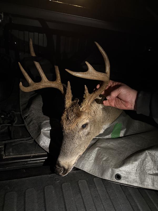10 pointer 160lbs