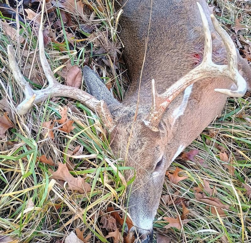 Alpha-Nock HPX | TenPoint Crossbows