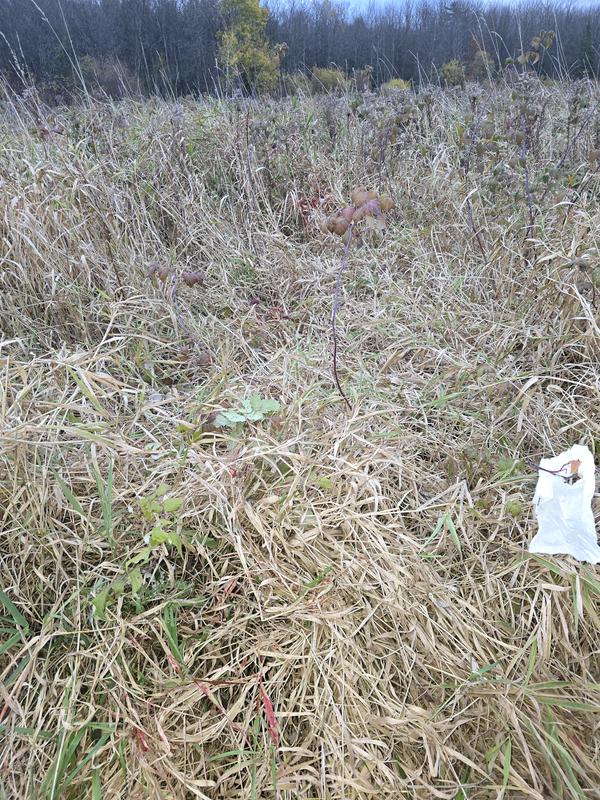 This is the blood trial left from the nemesis broadhead.