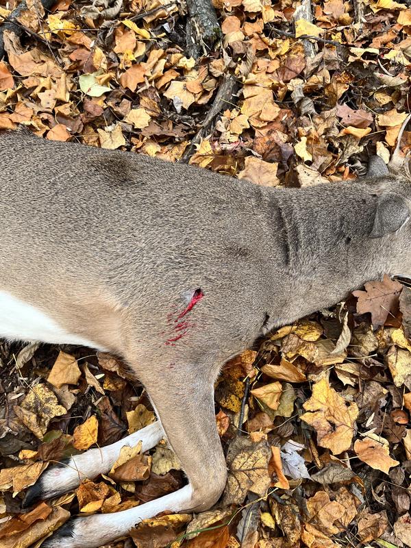 30 yd show and he didn’t go more than 10 before he dropped.