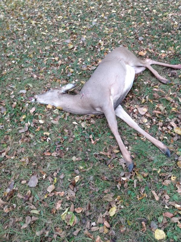 Alpha-Blaze Lighted Crossbow Nock (3-pack) - TenPoint