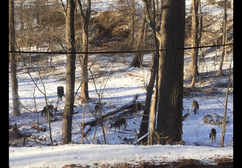 My free range venison farm 😁