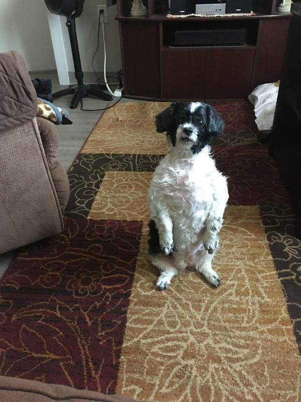 Photo - commentaire&nbsp;2.