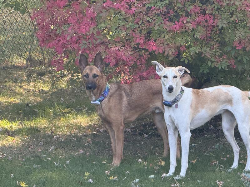 Photo - commentaire&nbsp;1.