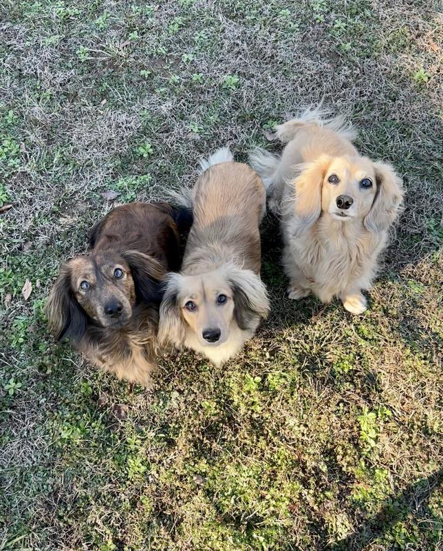 From left to right: Wesley, Annabelle, and Penelope
