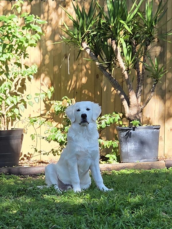 Photo - commentaire&nbsp;5.