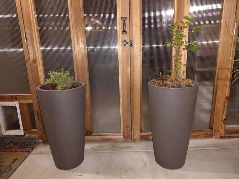 Dwarf lime and Rosemary ready to go outside in their new self watering pot homes!