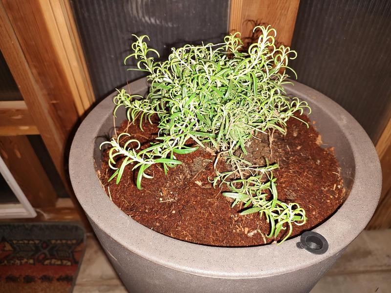 Very happy young Rosemary