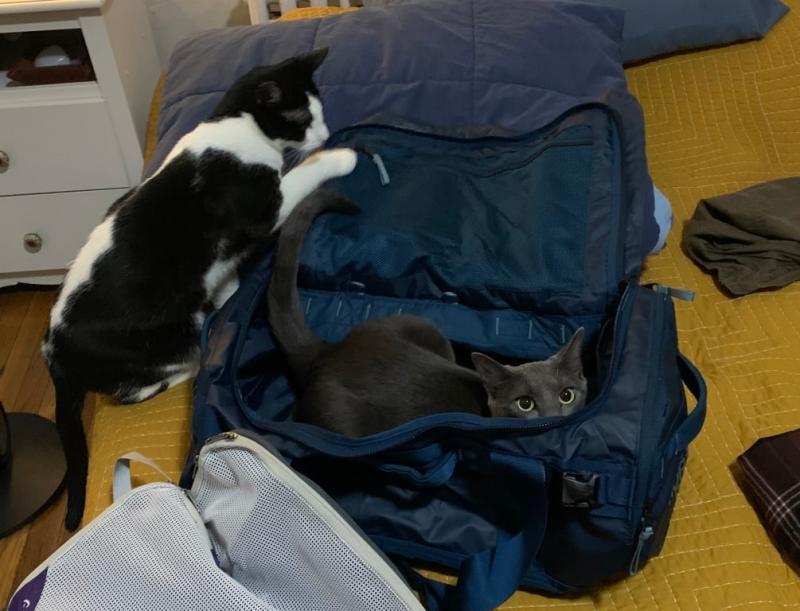 Customer photo for "Solid Purrrrrrchase"