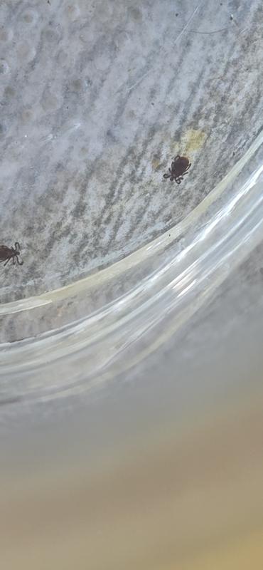 Ticks