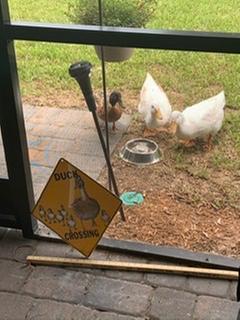 Thermacell at the Duck Crossing