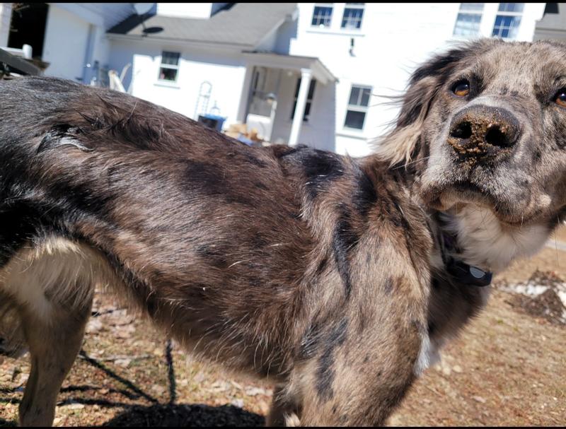 Coat that shines brown in sun! She is filthy, covered in dirt, but that shine still comes though!