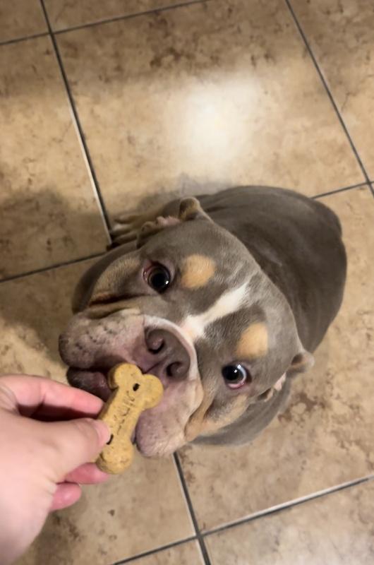 Dog ate shopping pacifier