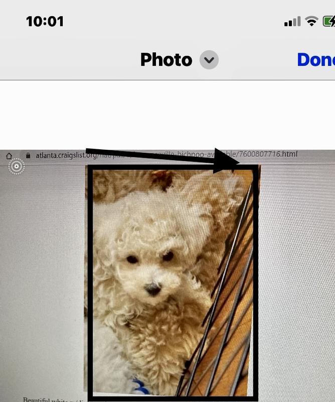 Puppy Essentials Starter Pack Fuel Growth and Good Habits – Jinx