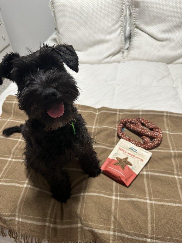 Best treats for miniature hotsell schnauzer puppy