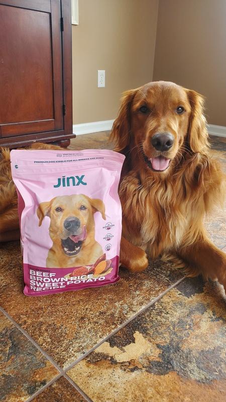 Golden retriever picky eater best sale