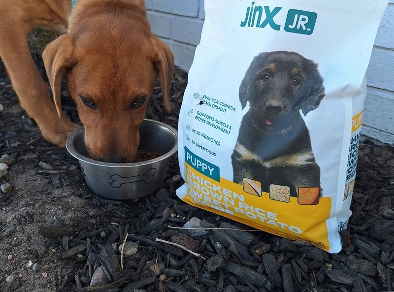 Puppy Treats Best Dog Food For Corgi Reddit Best Dog Treats Reddit