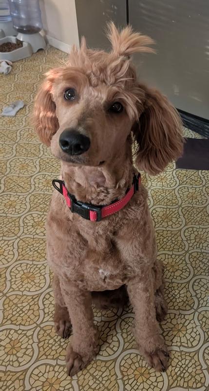 Shiloh, F1 Goldendoodle