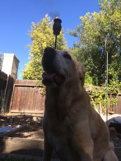 Nala, the wonderdog, approved!