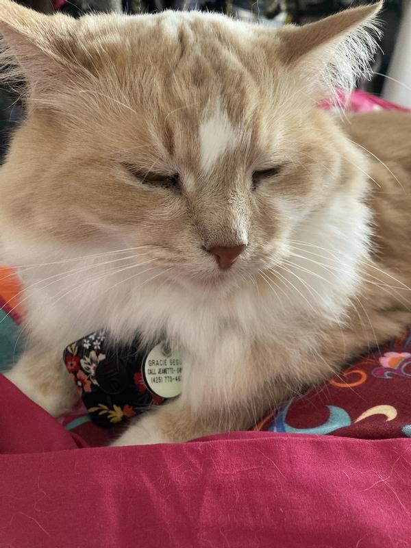 Photo - commentaire&nbsp;1.