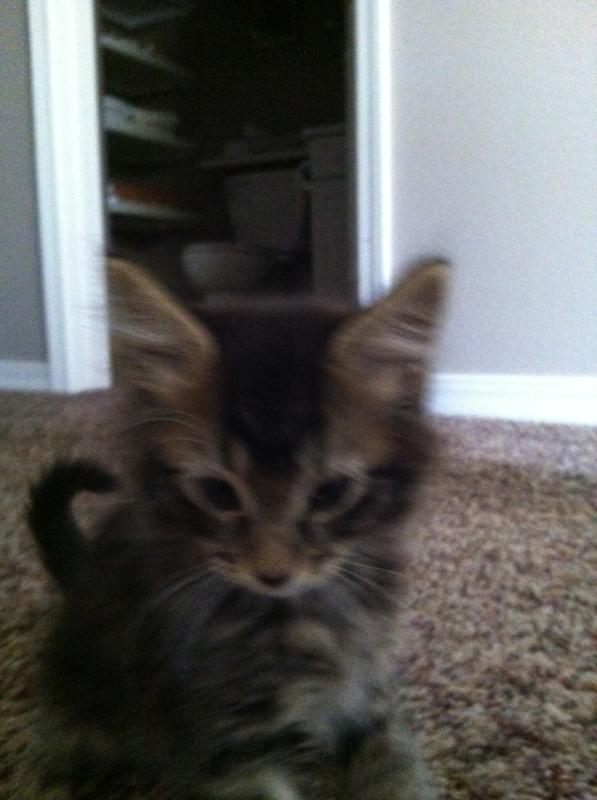 Photo - commentaire&nbsp;5.