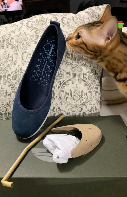 Arya the cat likes them too.