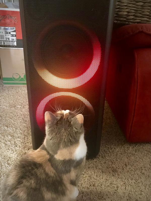 My cats LOVE to watch the lights!