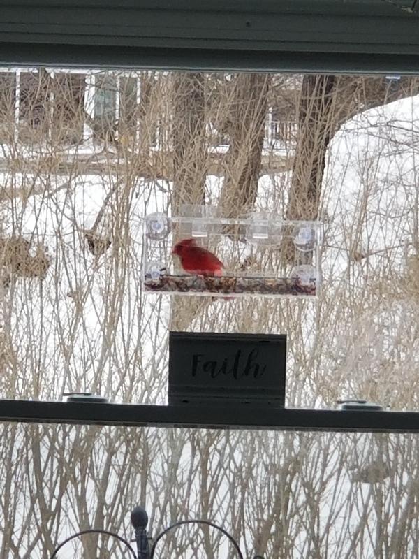 Wild Bird Food, 20 True Value Hardware