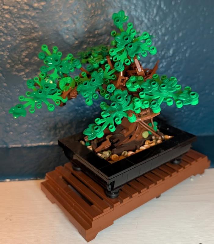succulents bonsai #ES08 EXACT Crassula ET bonsai Succulent 13