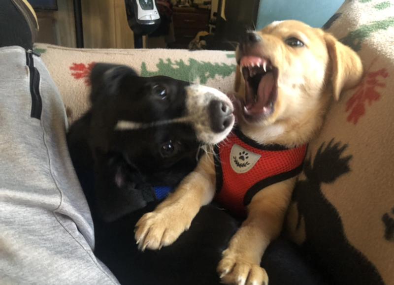 Brother & Sister! And this is how they play! lol