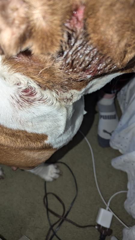 Will injury your dog