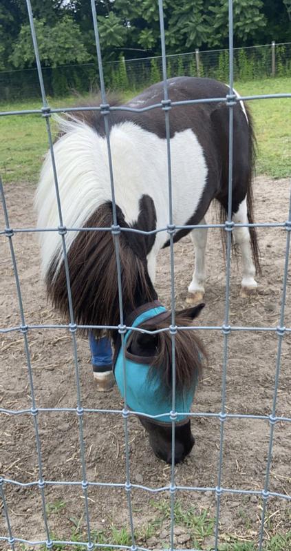 mini horse fly mask