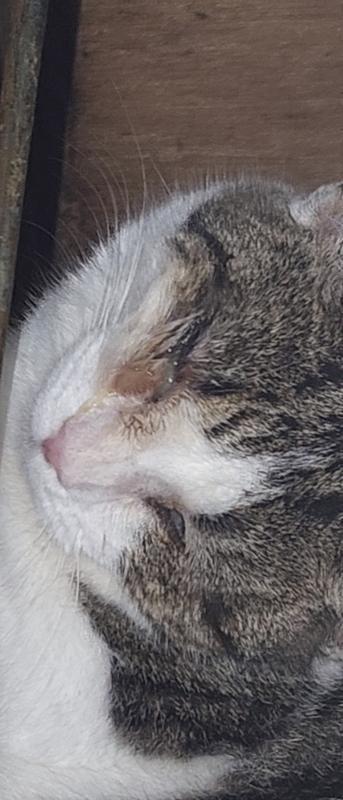 My cat hiding under the sink because she can't see and is scared.
