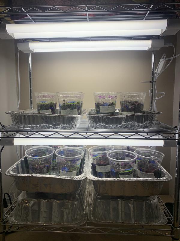 Seed starting set up