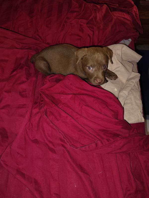 I wore Mom down. I'm on her bed!!