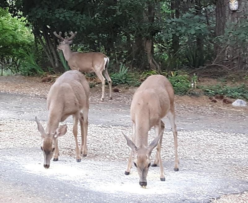 These does come back year after year to raise their fawns.